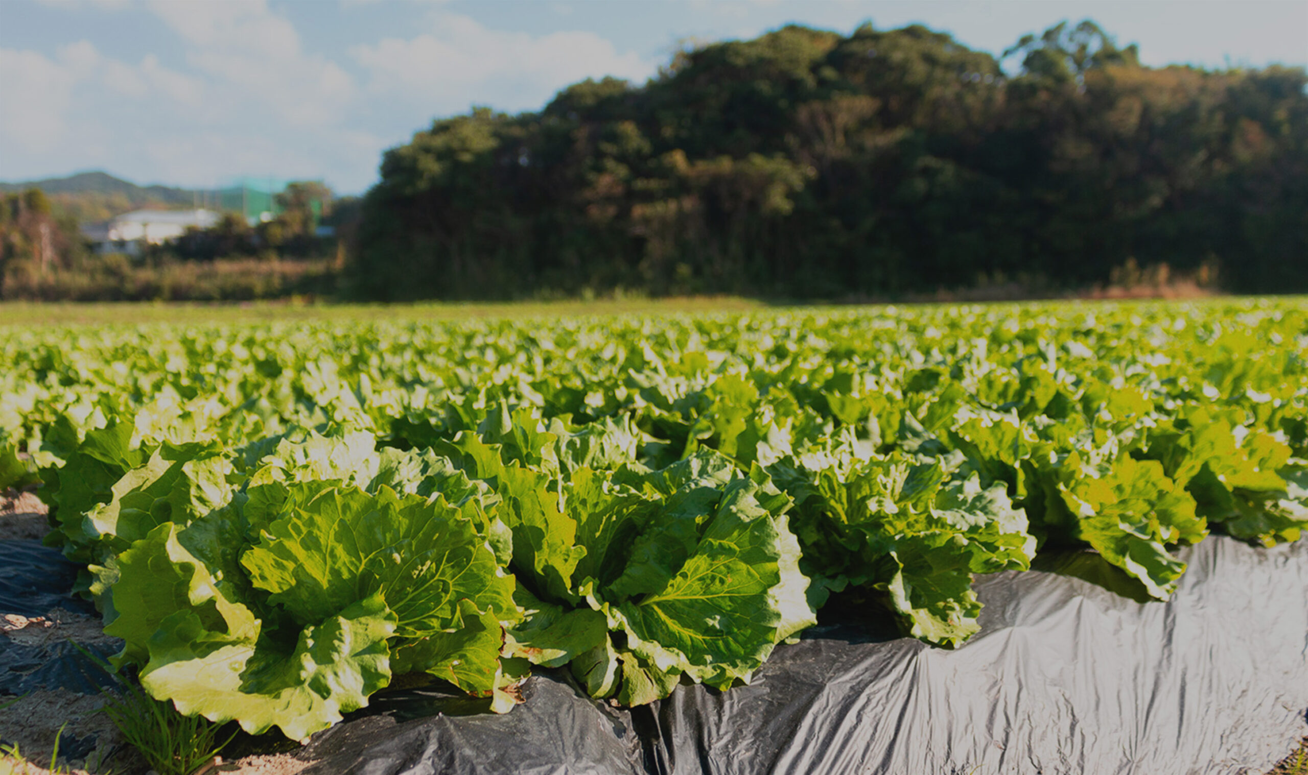 熊本県産・天草産のレタスなら森田農園